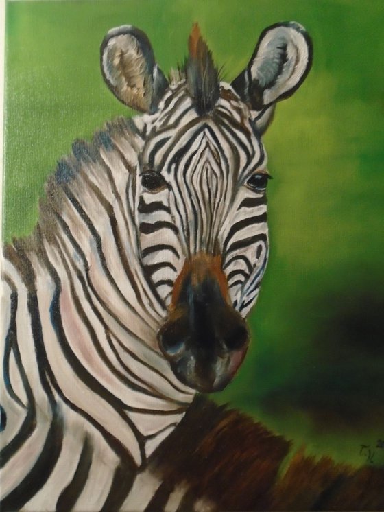 Zebra