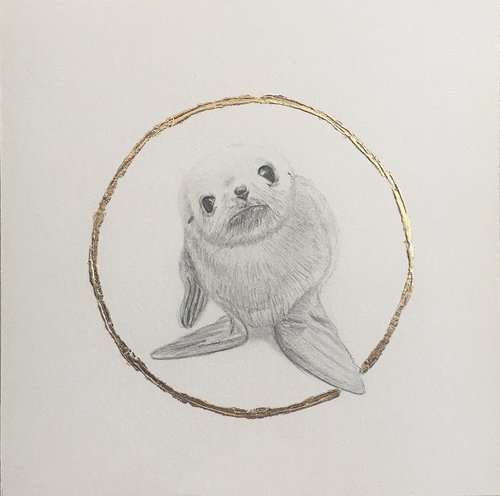 Seal drawing. by Amelia Taylor