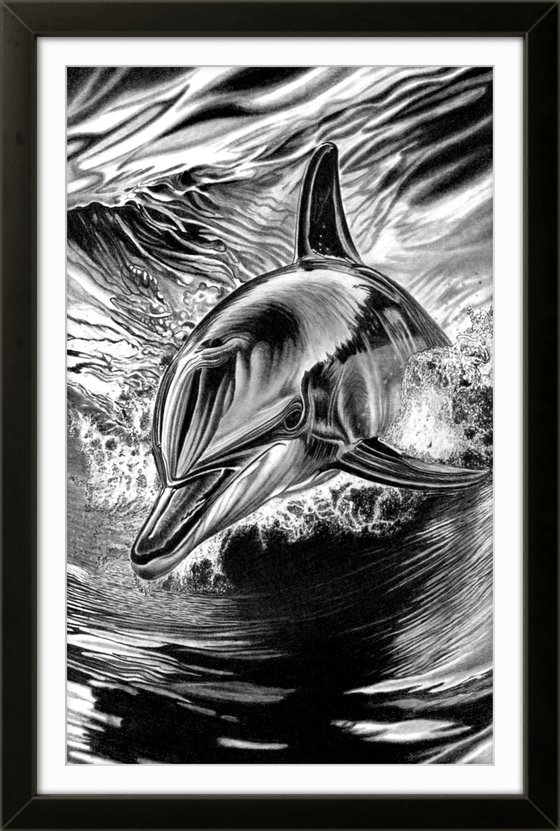Bottlenose Dolphin