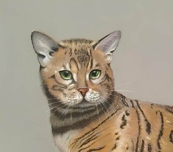 A handsome Bengal cat