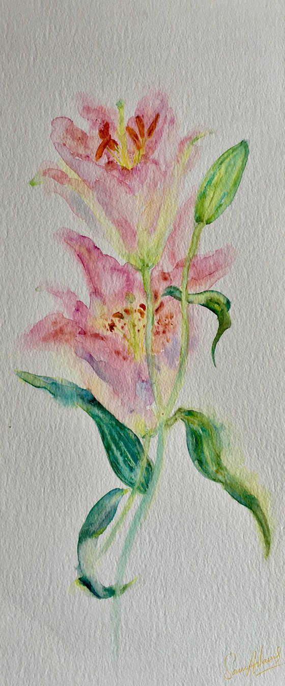 Stargazer lily