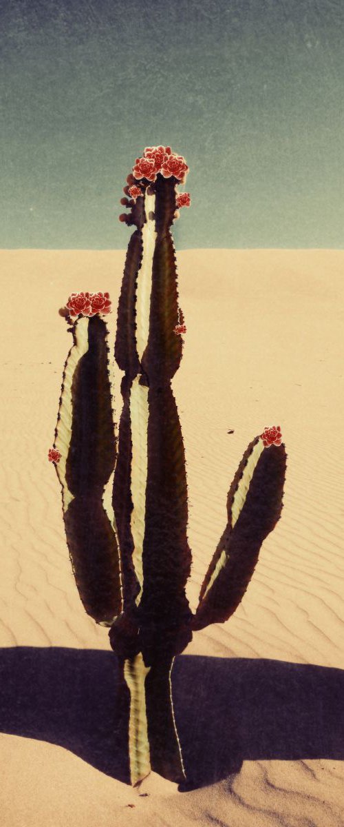 Cactus bloom. limited edition by Nadia Attura