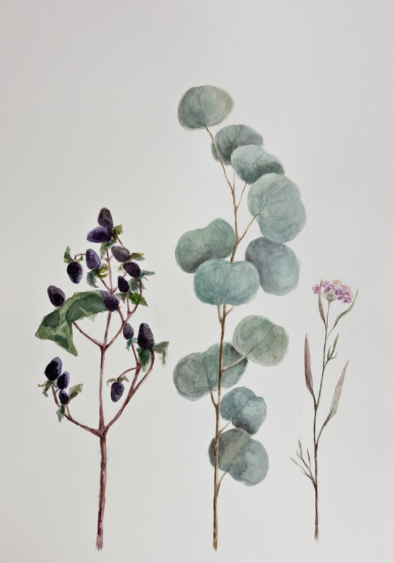 Eucalyptus branch and flowers