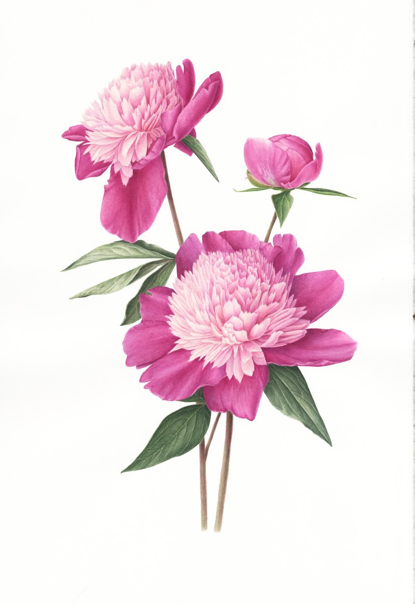 Photorealistic Botanical Watercolour By Alona Hrinchuk, 12 X 19, Peonies Bowl Of Beauty, Original Artwork