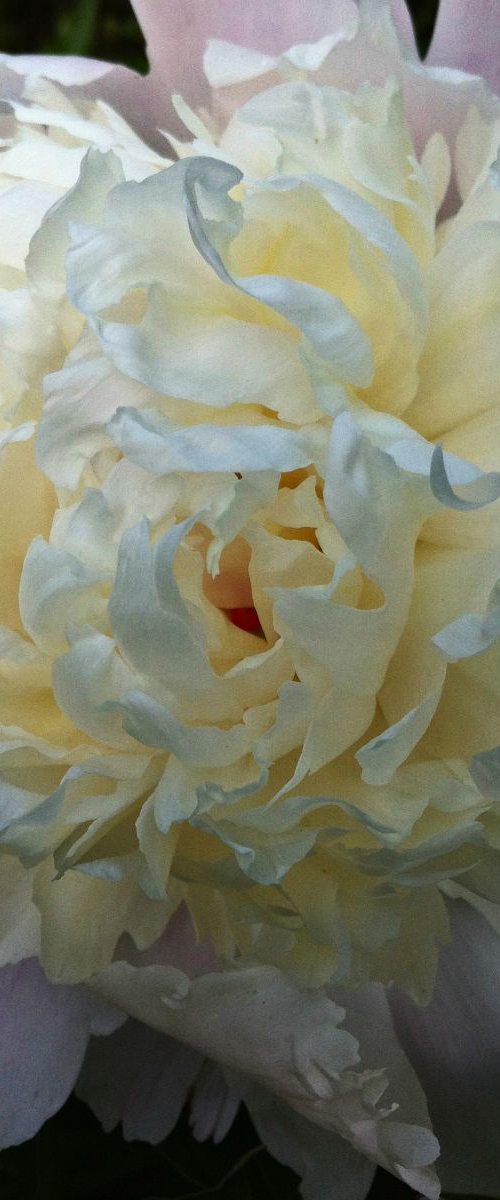 Peony Bloom by Barbara Storey