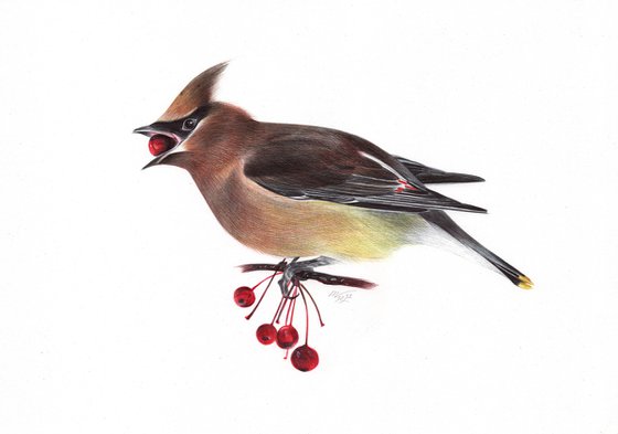 Bohemian Waxwing