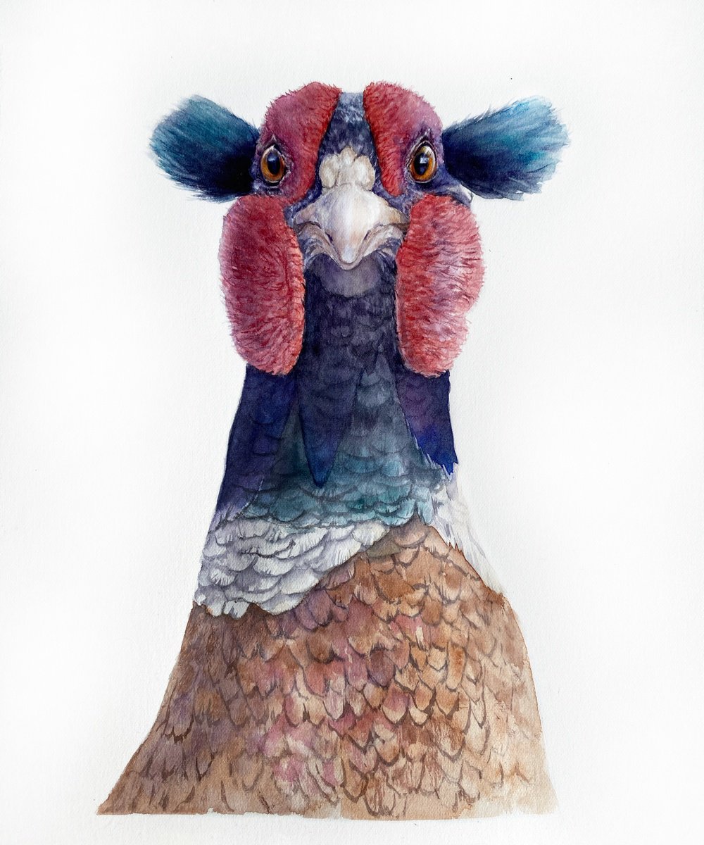 Photorealistic Animal Watercolour By Tetiana Savchenko, 8 X 10", Pheasant With Funny Blue Bangs, Original Artwork