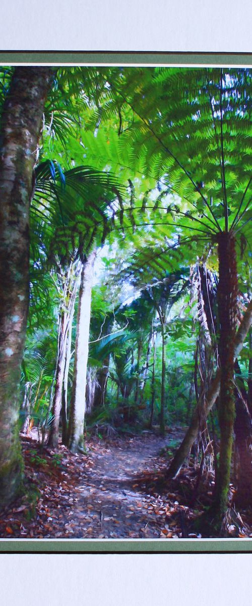 Path through the rainforest by Robin Clarke