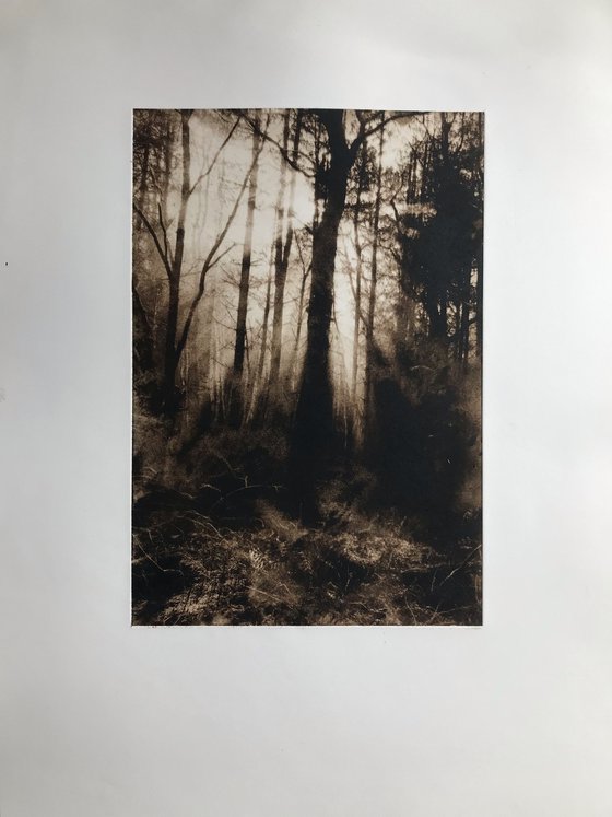 The Waking Woods