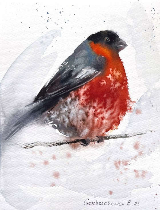 Bullfinch