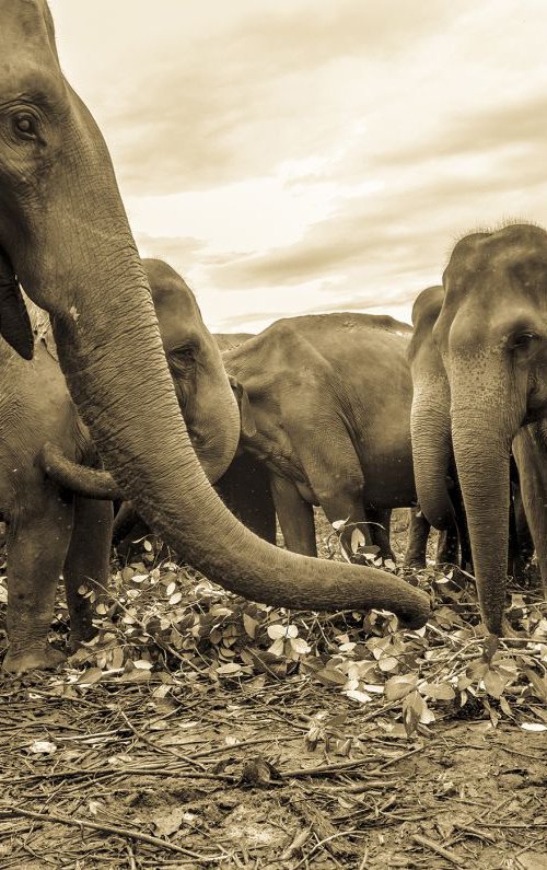 SRI LANKAN ELEPHANTS by Andrew Lever