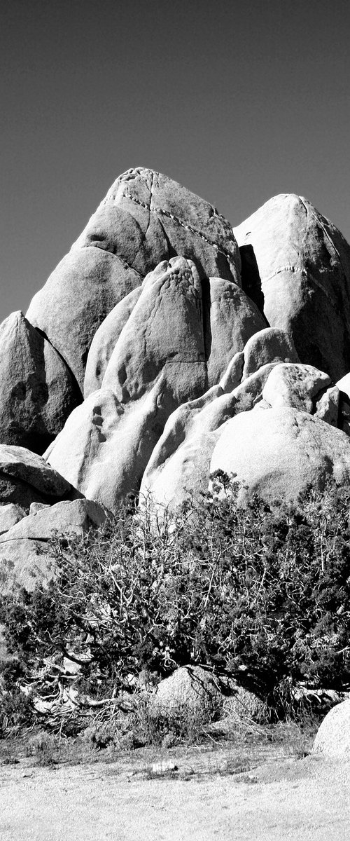 ROCK LEGEND Joshua Tree National Park CA by William Dey