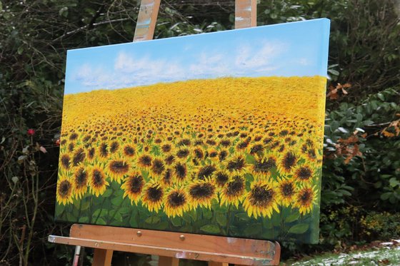 Sunflowers field