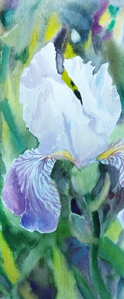 Iris in garden by Ann Krasikova