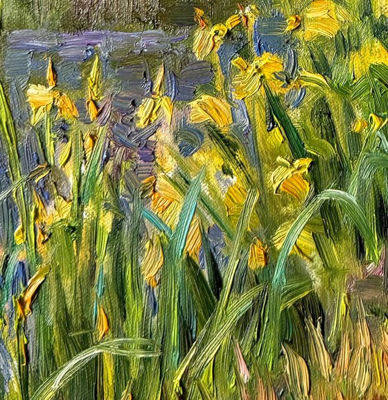 Where the Irises Bloom