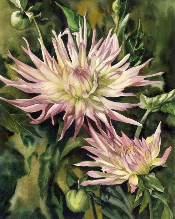 pink spider dahlia