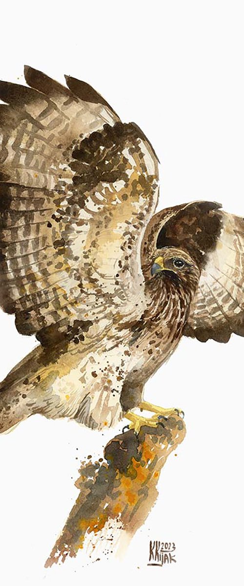 Common buzzard by Karolina Kijak