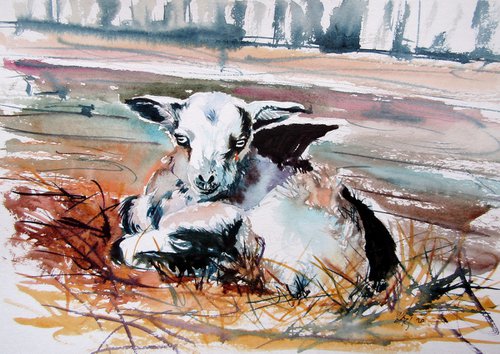 Baby goat by Kovács Anna Brigitta