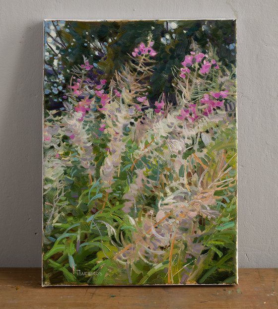 Fireweed blooms
