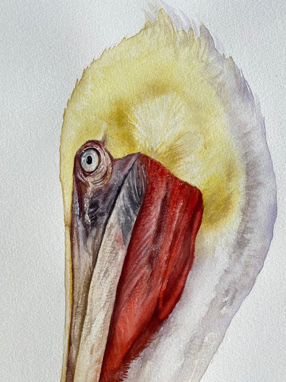 Brown Pelican Portrait