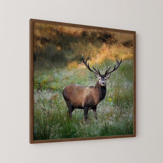 Royal Stag, Scotland
