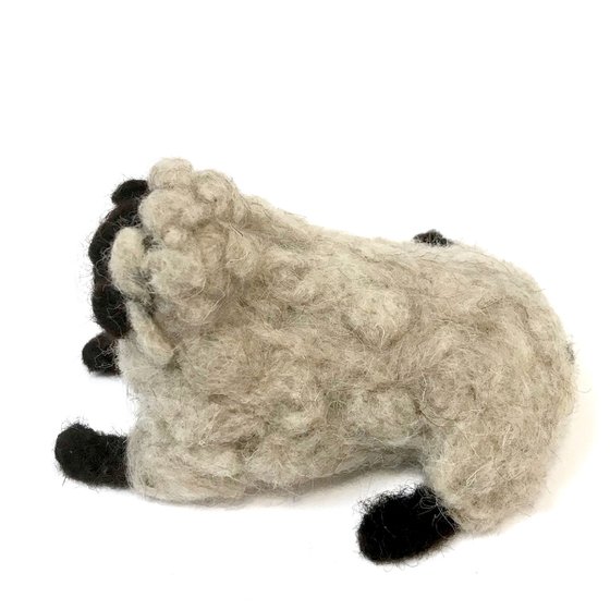 Black-headed sheep, wool