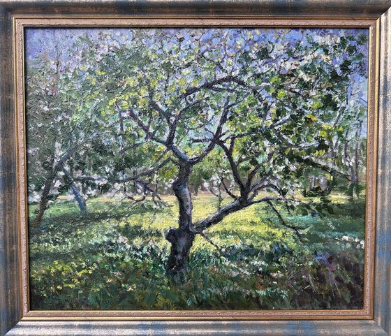 Apple Trees in Tetritskaro