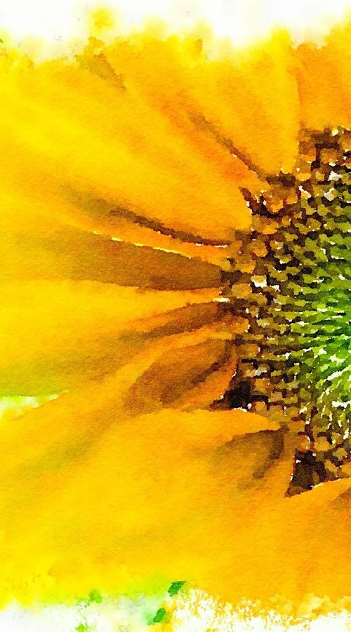 Sunflower: a digital watercolour by Tony Roberts