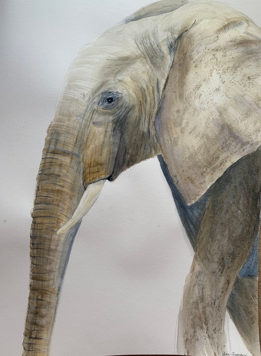 Elephant by Lucia Kasardova