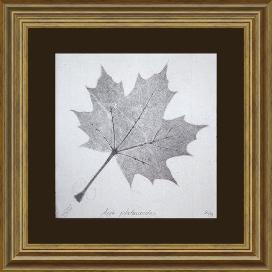 Acer platanoides II (Norway maple) – Charcoal-print