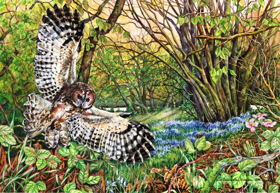 Tawny Owl and Bluebell Wood
