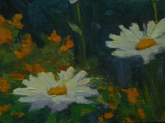 Daisies in a Summer Garden