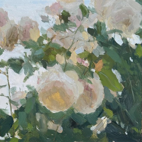 Iceberg Roses, Evening Light