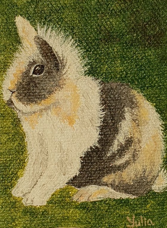 Bunny. Pet portraight