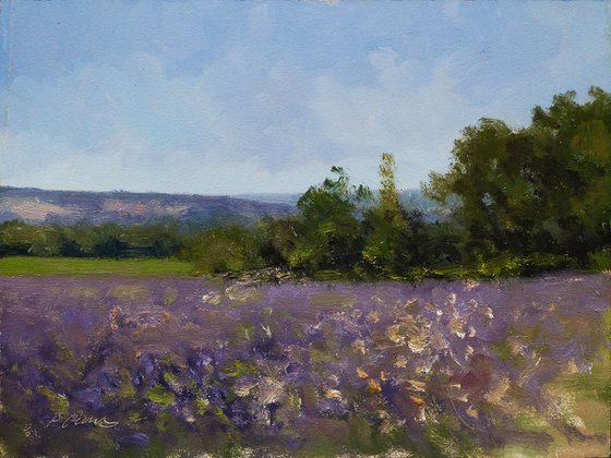 Summer fields in Haute-Provence