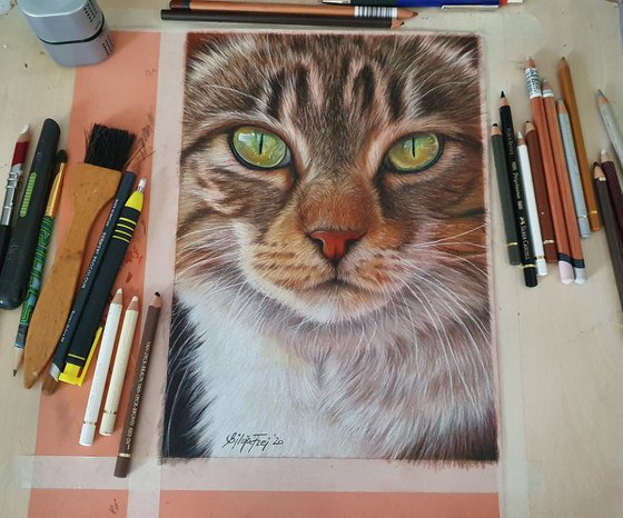 Cat portrait