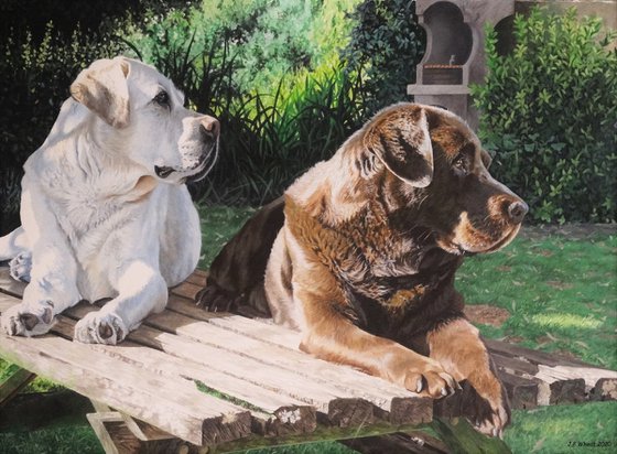 Labradors,Kenko and Tetley