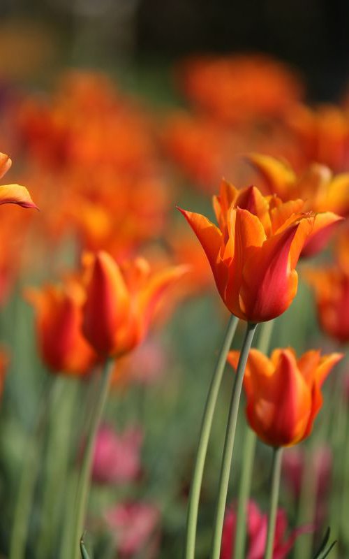 Orange tulips by Sonja  Čvorović