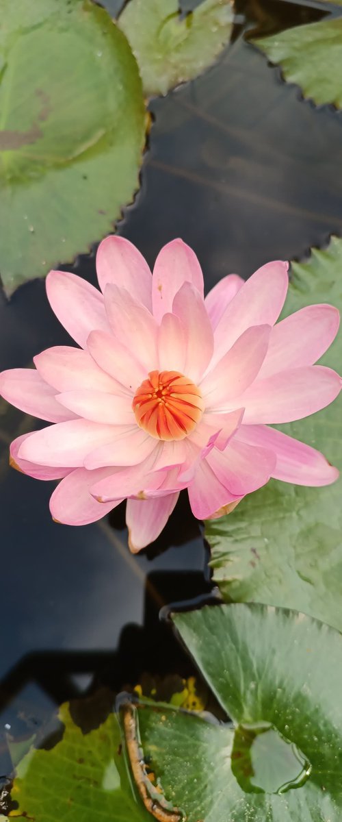 Lotus beauty by SANJAY PUNEKAR