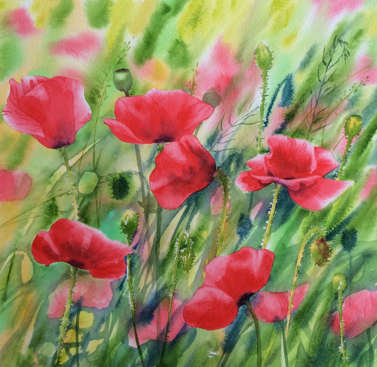 Poppies by Silvie Wright