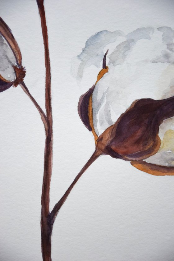 Set of 2 COTTON bolls watercolor paintings, Flowers abstract, Shabby Chic wall art