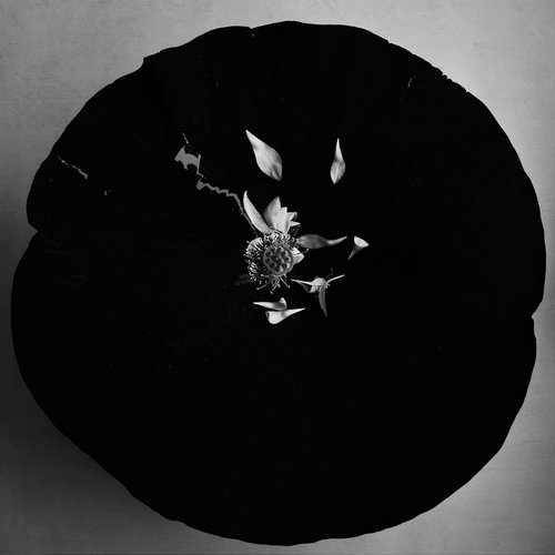 PLATE#007-Lotus- by Keiichiro Muramatsu