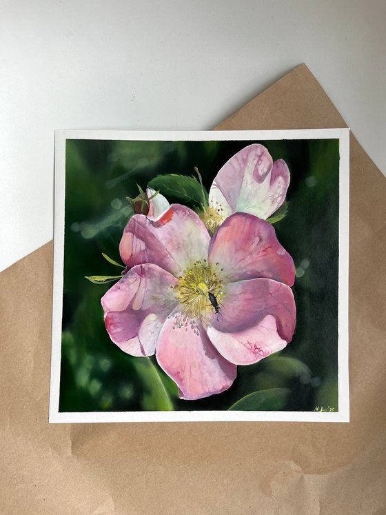 Pink hybrid rose Dog-rose