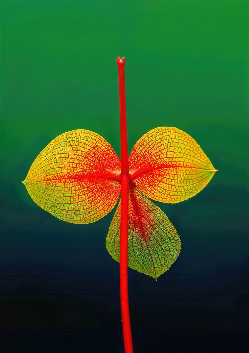 Impressionistic Botanical Photograph By Richard Gibson, 13 X 16", Floral Expressionism Iii, Original Artwork