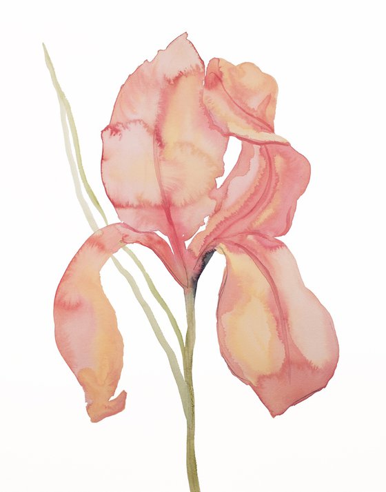 Iris No. 173