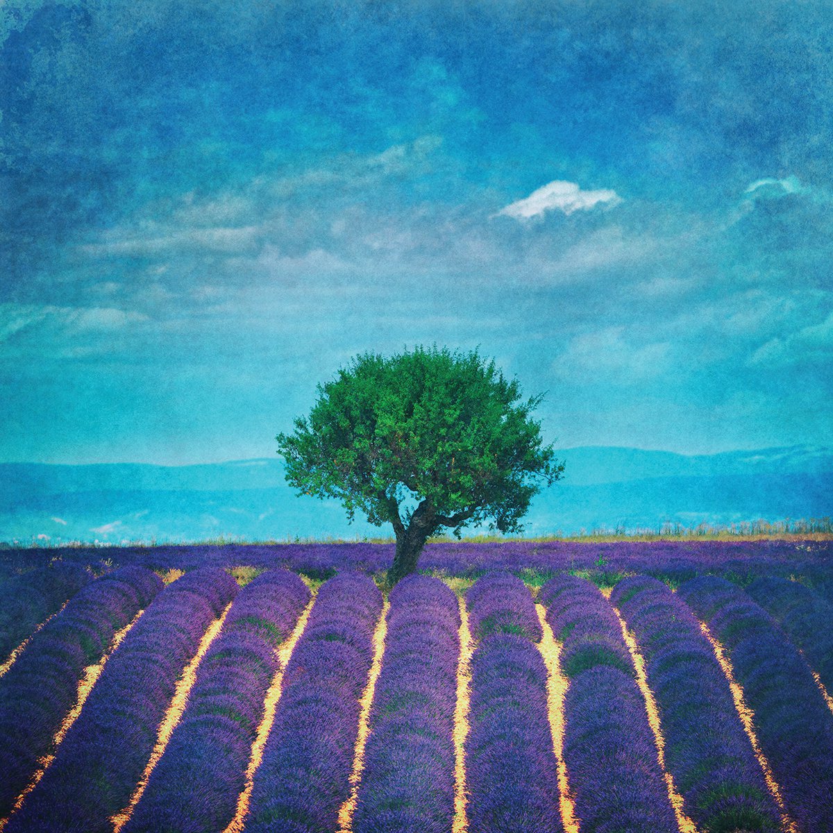 Photorealistic Landscape Photograph By Peter Zelei, 28 X 28", Lavender Field, Original Artwork