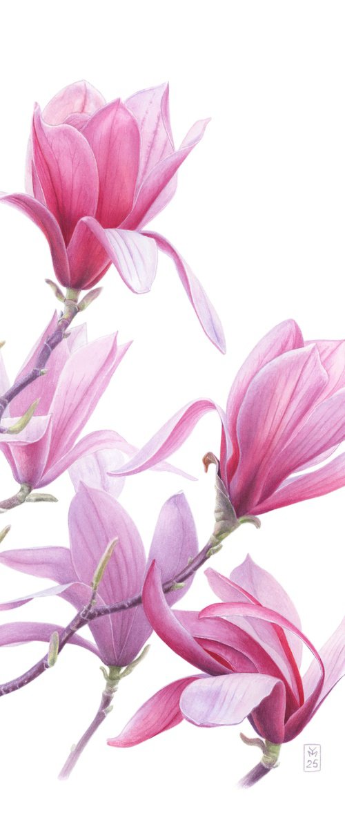 Magnolia Breath by Yuliia Moiseieva