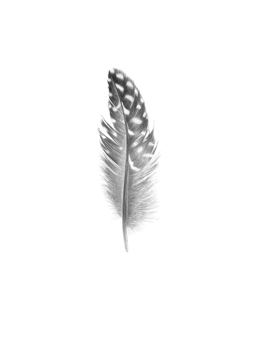 Photorealistic Animal Pencil Drawing By Yuliia Prokopchuk, 12 X 16", Guinea Fowl Feather Drawing, Original Artwork