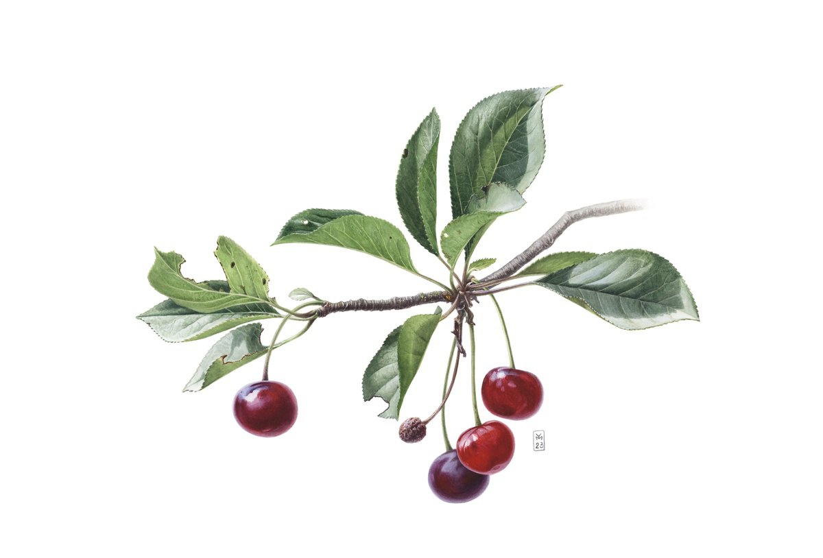 Photorealistic Botanical Watercolour By Yuliia Moiseieva, 22 X 15", Cherry Branch, Original Artwork