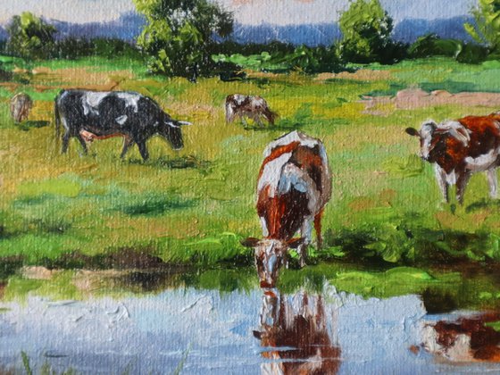 Grazing Cows